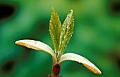 ACER GROSSERI,  VAR. HERSII BUDS