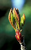 SORBUS,  JOSEPH ROCK,  BUD