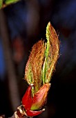SORBUS,  JOSEPH ROCK,  BUD
