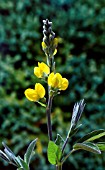 THERMOPSIS RHOMBIFOLIA VAR. MONTANA, (SYN. THERMOPSIS MONTANA)