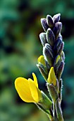 THERMOPSIS RHOMBIFOLIA VAR. MONTANA, (SYN. THERMOPSIS RHOMBIFOLIA)