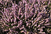 ERICA X DARLEYENSIS GHOST HILLS,  HEATHER