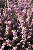 ERICA X DARLEYENSIS GHOST HILL,  HEATHER