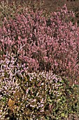 ERICA ERIGENA IRISH DUSK,  SPRING FLOWERS,  HEATHER