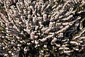 ERICA X DARLEYENSIS SILBERSCHMELTZE,  WINTER SPRING FLOWERS