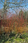 SALIX ALBA CHERMESINA,  RED AND ORANGE COLOURED STEMS IN WINTER