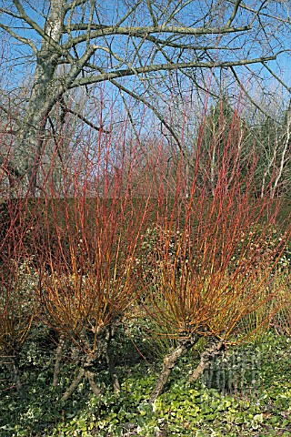 SALIX_ALBA_CHERMESINA__RED_AND_ORANGE_COLOURED_STEMS_IN_WINTER