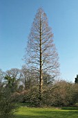 METASEQUOIA GLYPTOSTROBOIDES,  DAWN REDWOOD IN WINTER