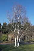 BETULA UTILIS JACQUEMONTII,  WINTER COLOUR BARK, BIRCH TREE