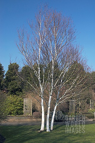 BETULA_UTILIS_JACQUEMONTII__WINTER_COLOUR_BARK_BIRCH_TREE