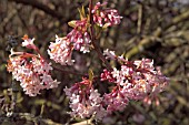 VIBURNUM X BODNANTENSE DAWN,  WITH SPRING FLOWERS.