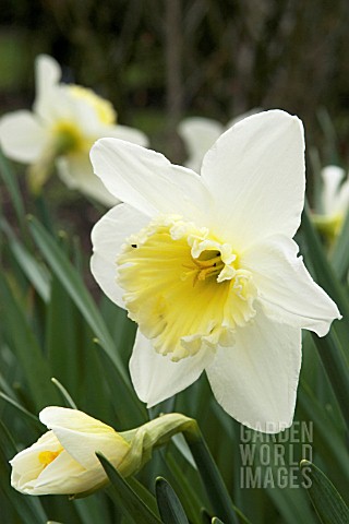 NARCISSUS_ICE_FOLLIES__SPRING_FLOWERING_DAFFODIL
