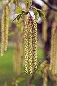 OSTRYA CARPINIFOLIA,  CATKINS IN SPRING