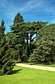 CEDRUS LIBANI (CEDAR OF LEBANON)