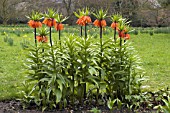 FRITILLARIA IMPERIALIS,  CROWN IMPERIAL, SPRING FLOWERS