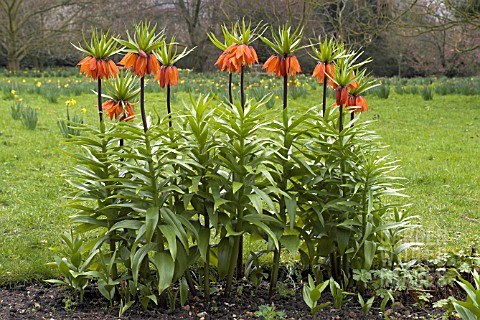 FRITILLARIA_IMPERIALIS__CROWN_IMPERIAL_SPRING_FLOWERS