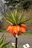 FRITILLARIA IMPERIALIS,  CROWN IMPERIAL,  SPRING FLOWER