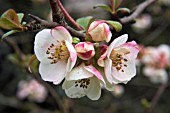 CHAENOMELES SPECIOSA ROSACEAE,  SPRING BLOSSOM,  QUINCE