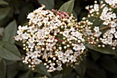 VIBURNUM TINUS,  CAPRILFOLIACEAE,  WINTER FLOWERS INTO SPRING