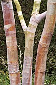 BETULA ALBA SINENSIS SEPTENTRIONALIS,  TRUNKS AND SPRING BARK COLOUR