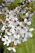 PRUNUS SERRULATA TOMENTALLA,  SPRING BLOSSOM