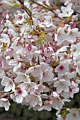 PRUNUS X YEDOENSIS,  SPRING BLOSSOM