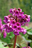 BERGENIA BRESSINGHAM BEAUTY,  SPRING FLOWERS