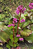 BERGENIA BRESSINGHAM BEAUTY,  SPRING FLOWERS