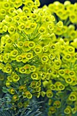 EUPHORBIA CHARACIAS SUBSP. WULFENII (AGM)