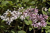 SYRINGA PATULA MISS KIM