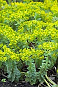 EUPHORBIA MYRSINITES,  SPRING FLOWERS