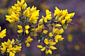 ULEX EUROPAEUS,  GORSE,  YELLOW FLOWERS IN SPRING