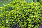 EUPHORBIA HYBERNA,  MASSED DISPLAY IN SPRING