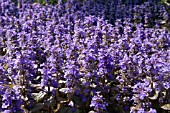 AJUGA REPTANS ATROPURPUREA,  SPRING FLOWERS