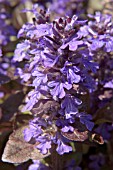 AJUGA REPTANS ATROPURPUREA,  CLOSE UP OF SPRING FLOWERS