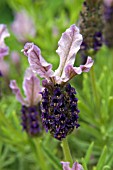 LAVANDULA STOECHAS ROCKY ROAD