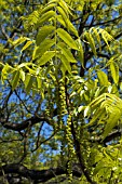 JUGLANS ALAEOPYREN SYN. MAJOR,  TEXAN WALNUT TREE IN SPRING