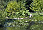 RELAXING ON THE BANKS OF THA LAKE,  CAMBRIDGE UNIVERSITY BOTANIC GARDENS