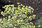 EUPHORBIA EMMER GREEN,  FLOWER HEAD IN EARLY SUMMER