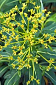 EUPHORBIA STYGIANA,  LATE SRPING FLOWERS