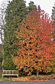 LIQUIDAMBAR STYRACIFLUA LANE ROBERTS,  AUTUMN FOLIAGE