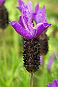 LAVANDULA STOECHAS MADRID PURPLE