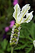 LAVANDULA STOECHAS MADRID WHITE