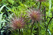 PULSATILLA VULGARIS RUBRA