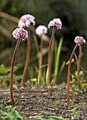 DARMERA PELTATA