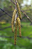 BETULA MEDWEDEWII