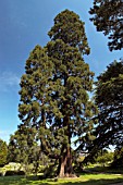 SEQUOIADENDRON GIGANTEUM