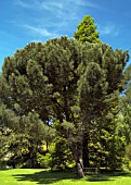 PINUS PINEA