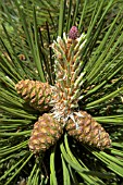 PINUS NIGRA NIGRA CONES