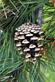 PINUS NIGRA NIGRA CONE